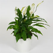 Spathiphyllum + Cachep Branco